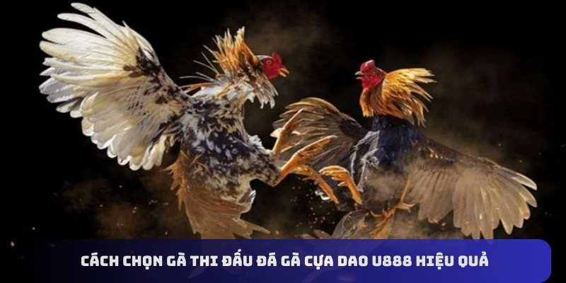 Cách chọn gà thi đấu đá gà cựa dao U888 hiệu quả