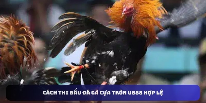Cách thi đấu đá gà cựa tròn U888 hợp lệ