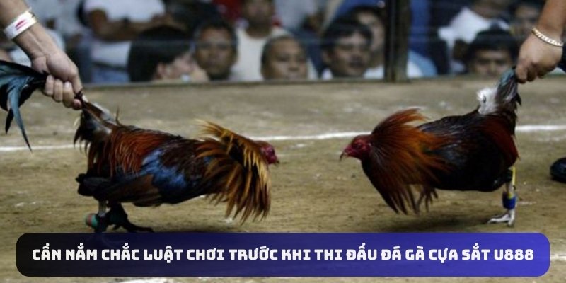 Cần nắm chắc luật chơi trước khi thi đấu đá gà cựa sắt U888
