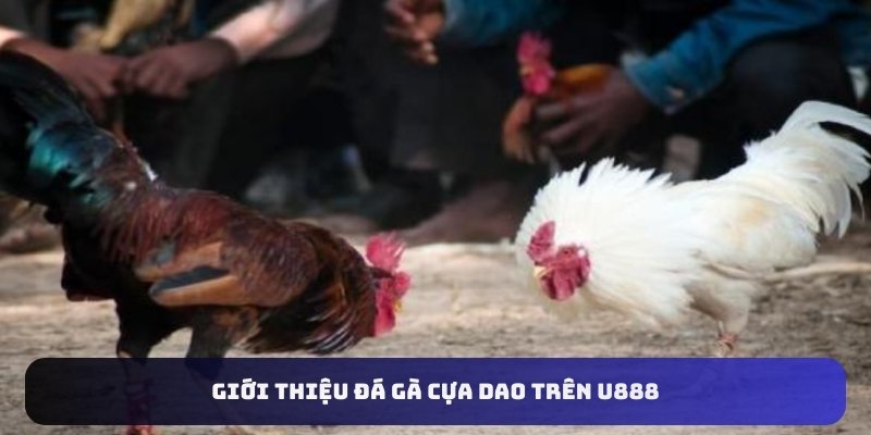 Giới thiệu đá gà cựa dao trên U888