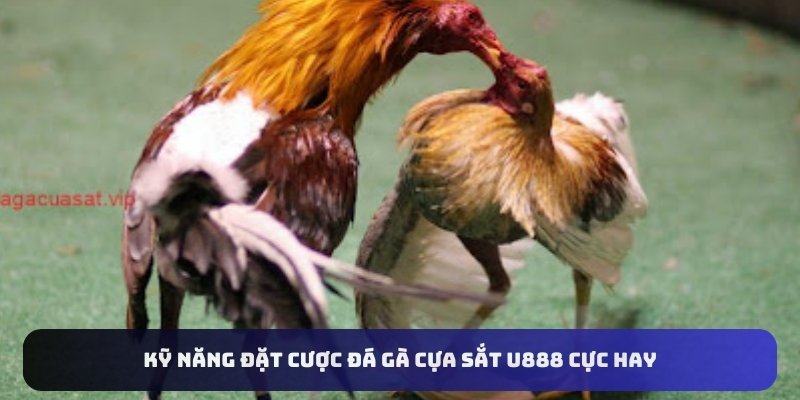 Kỹ năng đặt cược đá gà cựa sắt U888 cực hay