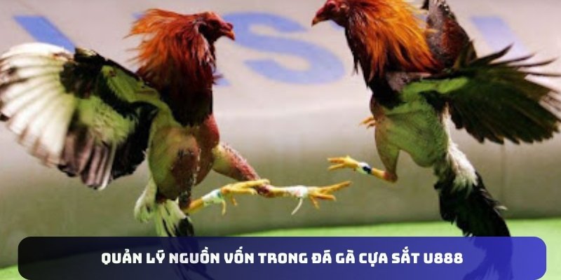 Quản lý nguồn vốn trong đá gà cựa sắt U888