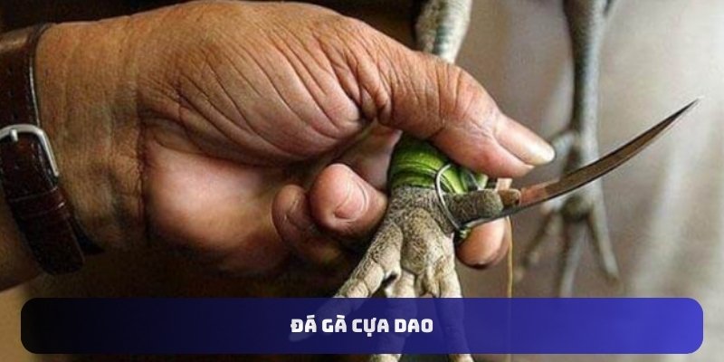 đá gà cựa dao U888
