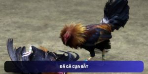 Đá gà cựa sắt U888