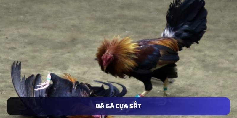 Đá gà cựa sắt U888