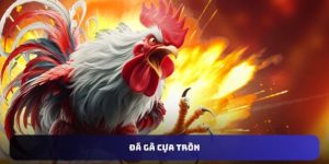 Đá gà cựa tròn U888